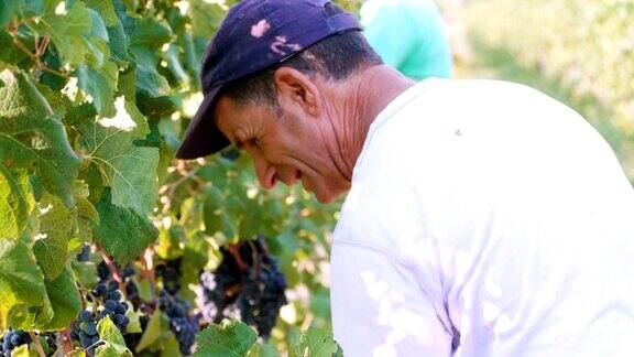 意大利南部一位农民在收获季节从树上采摘葡萄
