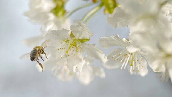 SLOMOLDCarniolan蜜蜂飞离它授粉的白色樱花