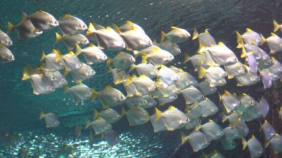 一群白色的热带鱼在水下游动