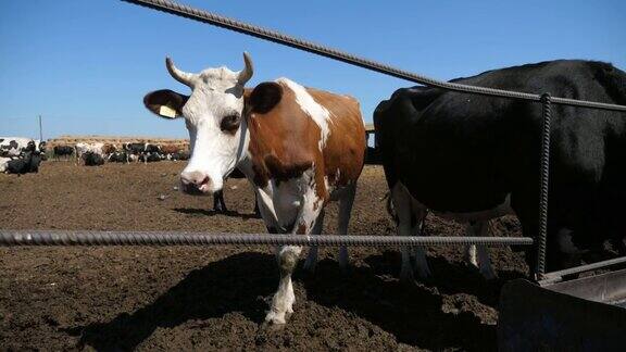 搞笑的白棕色奶牛从镜头中慢动作回到大农场