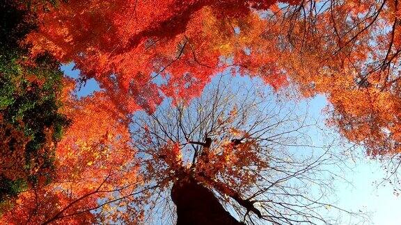 在阳光明媚的日子里东京秋林里红色和橙色的枫叶