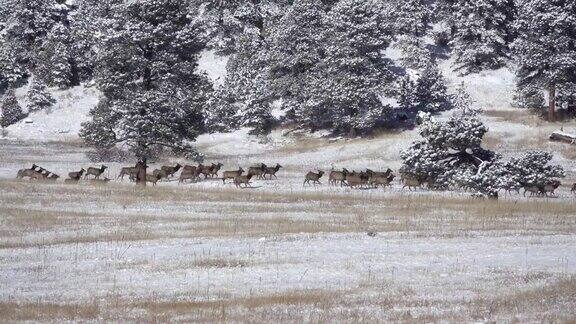 野生兽群在积雪的麋鹿草地上奔跑科罗拉多州冬天常青