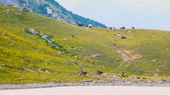 高山奶牛在绿色的夏季山野湖边