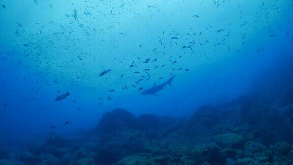 加拉帕戈斯群岛的鲨鱼在达尔文岛的深海礁上巡游