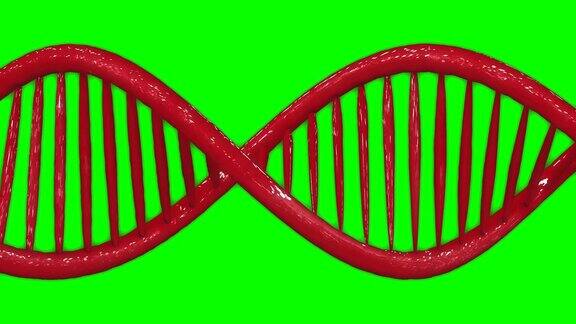 红色设计DNA双螺旋基因模型动画