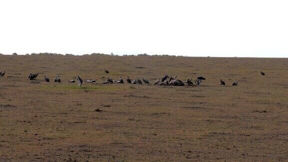 在非洲大草原上秃鹫吃死动物
