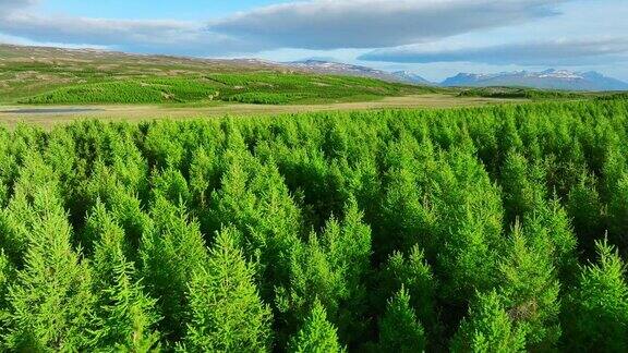冰岛的针叶林鸟瞰图夏天无人机飞过绿色的松树和树梢风吹动着森林里的树枝沙沙作响