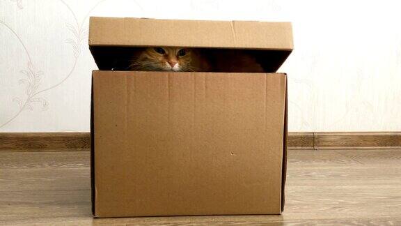 可爱的姜黄色猫坐在纸箱里毛茸茸的宠物躲在盒子盖下