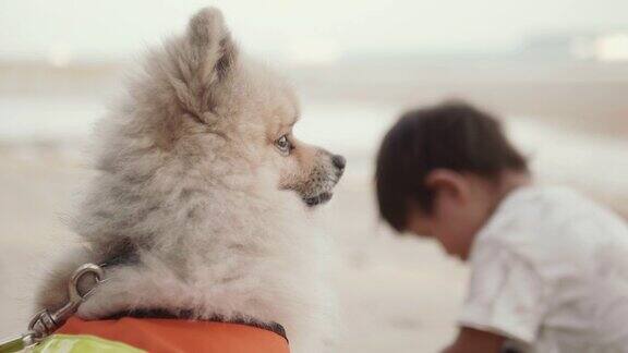 一个小男孩和小狗在海滩上放松