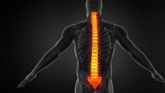 展示脊椎结构的人体解剖动画