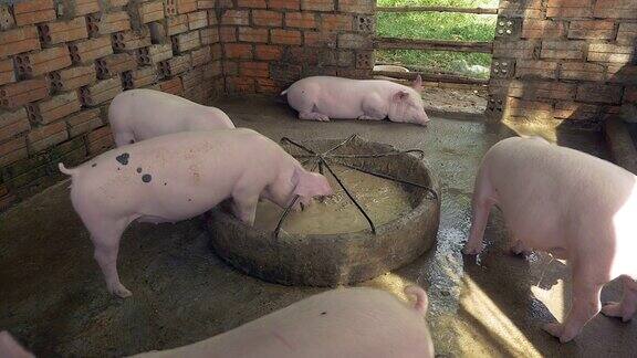 一群猪在围栏里吃东西