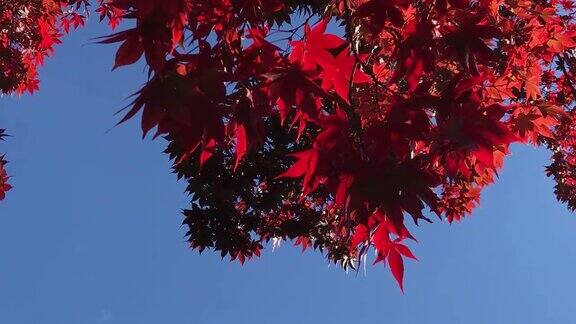 接近秋天的红枫背景与阳光