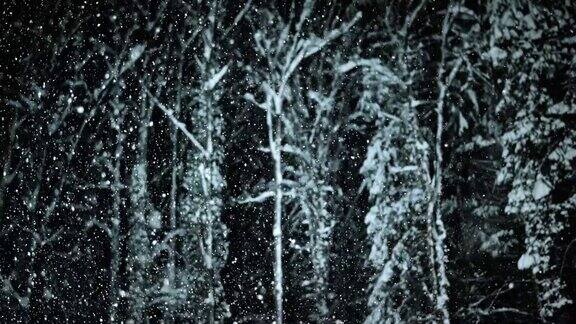 SLOMO在下雪期间的树的夜晚肖像