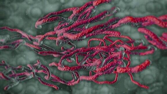 埃博拉病毒细胞