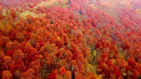 秋天在喀尔巴阡山脉茂密的红色山毛榉森林中直接飞过美丽的树梢鸟瞰图红色的