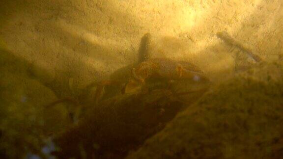 在小河水下觅食和爬行的欧洲小龙虾
