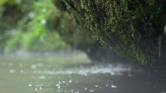 小瀑布从长满苔藓的岩石上滴落下来