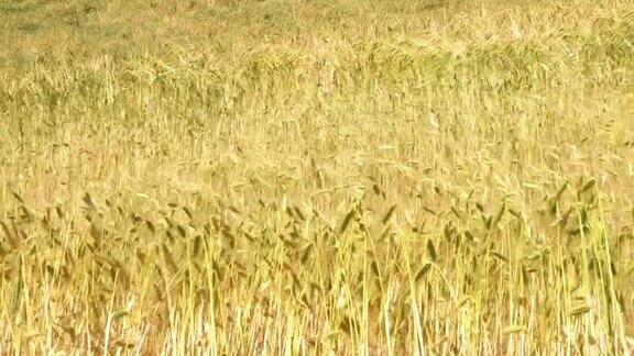 日落时成熟的小麦在风中收割
