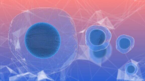 胚胎干细胞称为胚泡的早期胚胎医学研究3D渲染