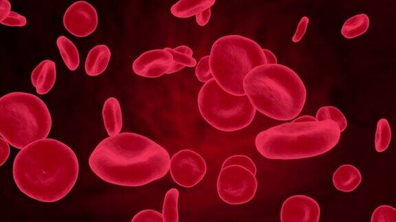 红血球在人静脉内流动完美循环背景动画阿尔法通道