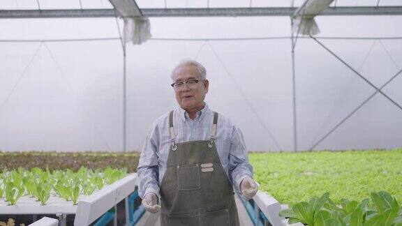 老人边走边介绍水培农场水培温室农场有机新鲜收获蔬菜概念