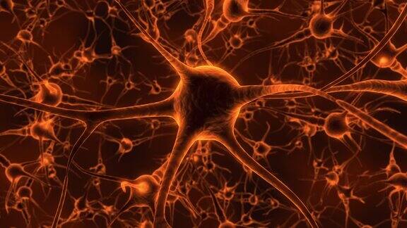 人的大脑和神经元