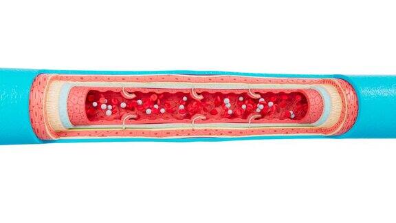 血管解剖