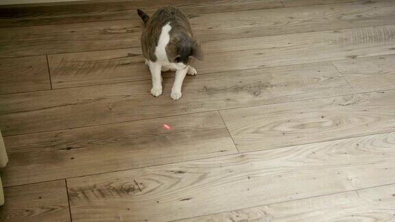 猫咪在木地板上玩激光笔