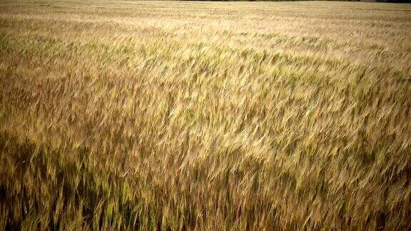 在夏日阳光明媚的日子里风摇动着成熟的小麦和黑麦的穗子