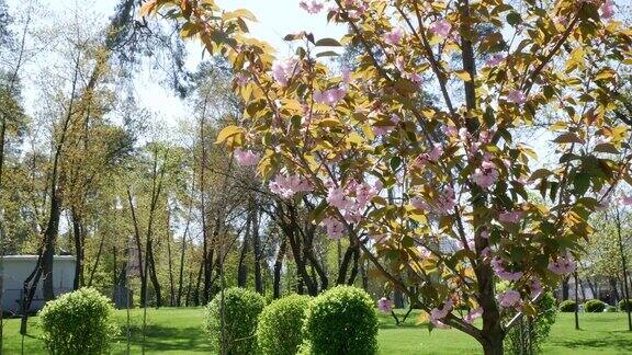 公园里盛开着樱花的绿色草坪粉红色的春花