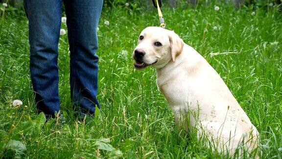 可爱友好的拉布拉多犬坐在院子的绿草地上不认识的人训练和指挥他的狗一个人在户外和家养宠物在一起人与动物的友谊观念慢动作