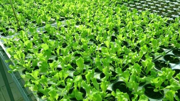 在温室里种莴苣弗里兹和沙拉绿色种植园农场上的绿色灌木和幼苗农业维生素和健康食品