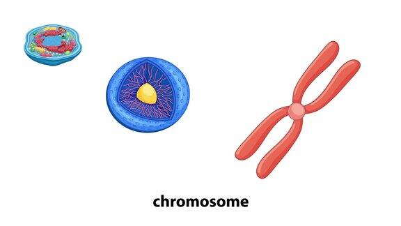 动物细胞解剖图结构动画