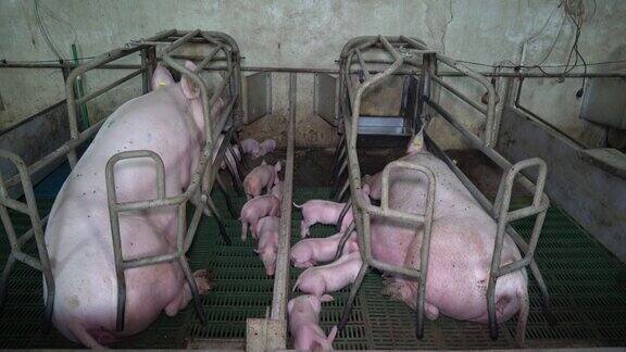 猪的动物农场