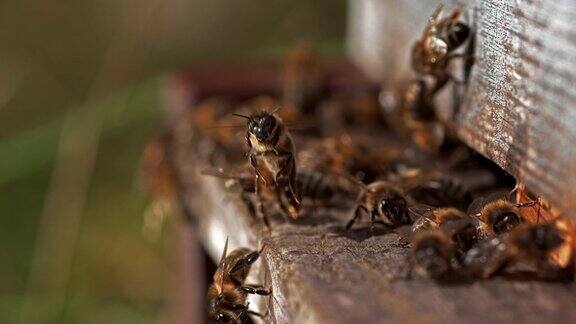 蜂房入口处的蜜蜂