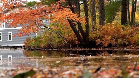 秋天的风景彩色的树木倒映在池塘上
