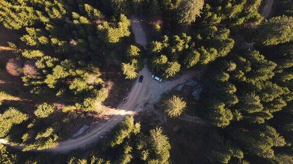 鸟瞰图探索云杉森林与一辆汽车