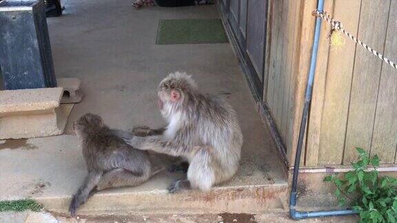 一只野生日本猕猴在清洗另一只猕猴
