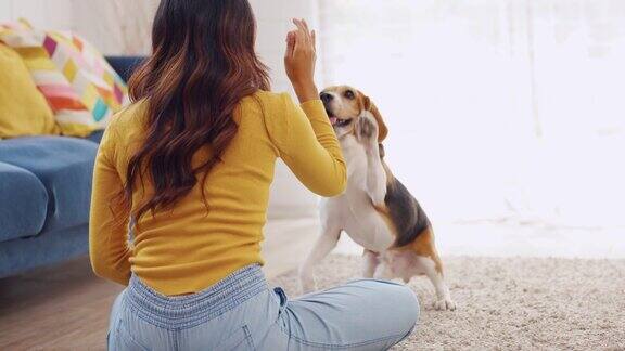 一位亚洲年轻女子在家里的客厅里和她的小猎犬玩耍迷人的主人女孩感到快乐和放松享受休闲时光在家里练习她的训练可爱的宠物小狗