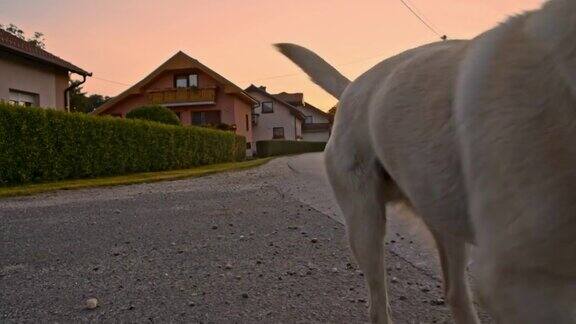 小狗在村子里奔跑