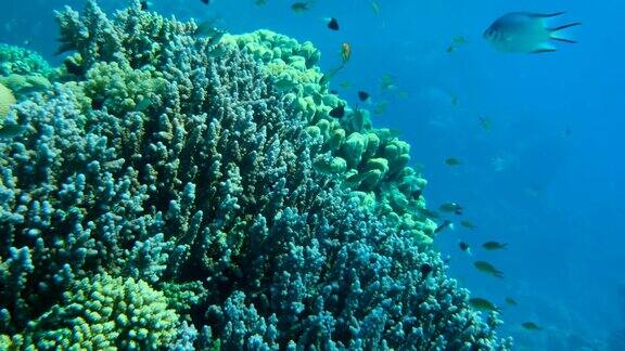 慢镜头在阳光下蓝色的海水背景下彩色的热带鱼在美丽的珊瑚礁附近游动海洋中的水下生物镜头慢慢地向珊瑚礁移动