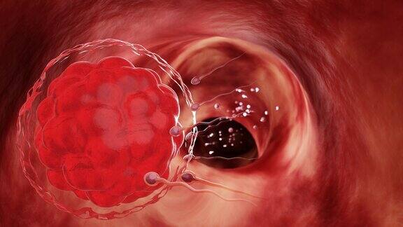 男性精液中的精子在性交后直接进入卵泡做人类交配卵子和精子之间的受精前模型三维渲染