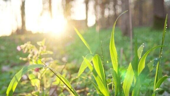 森林的花朵在黎明春天在森林里太阳射线
