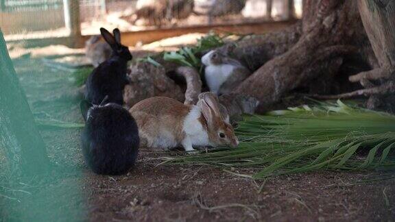 一组在笼子里喂食的兔子