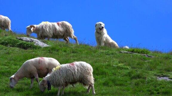 保护羊群的比利牛斯山狗比利牛斯法国