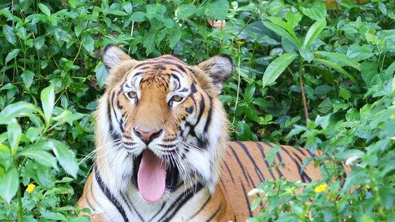 老虎在绿草里