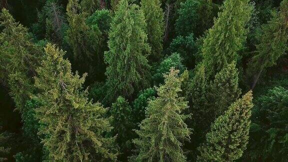 航空摄影在云杉和松树山的一个强大的森林与相机转身