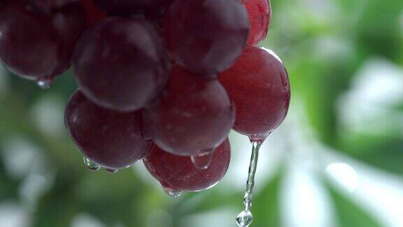 慢镜头里水溅在葡萄上
