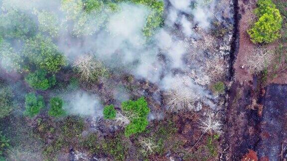 印度尼西亚婆罗洲加里曼丹岛森林大火