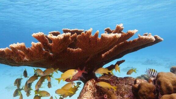 位于加勒比海库拉索岛周围的珊瑚礁中的埃尔克霍恩珊瑚
